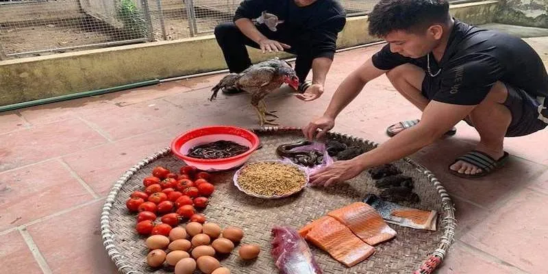 Các Loại Mồi Cho Gà Đá - Dinh Dưỡng Giúp Chiến Kê Sung Mãnh