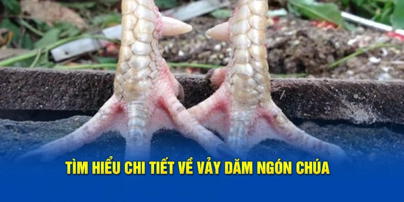 Vảy Dặm Ngón Chúa – Bí Quyết Chọn Gà Chọi Đỉnh Cao Cho Dân Sành Gà